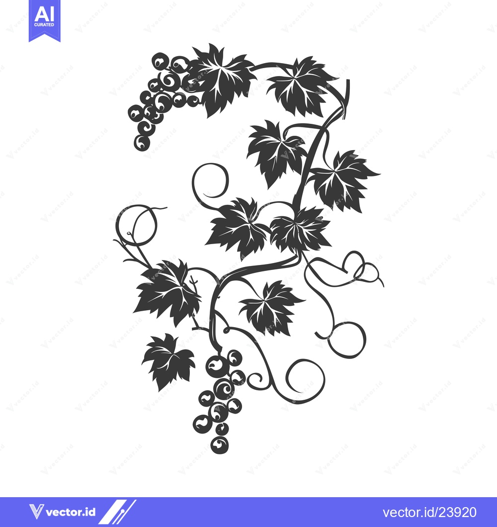 Premium Vector of Black and White Illustration of a Grape Vine with Leaves and Grapes