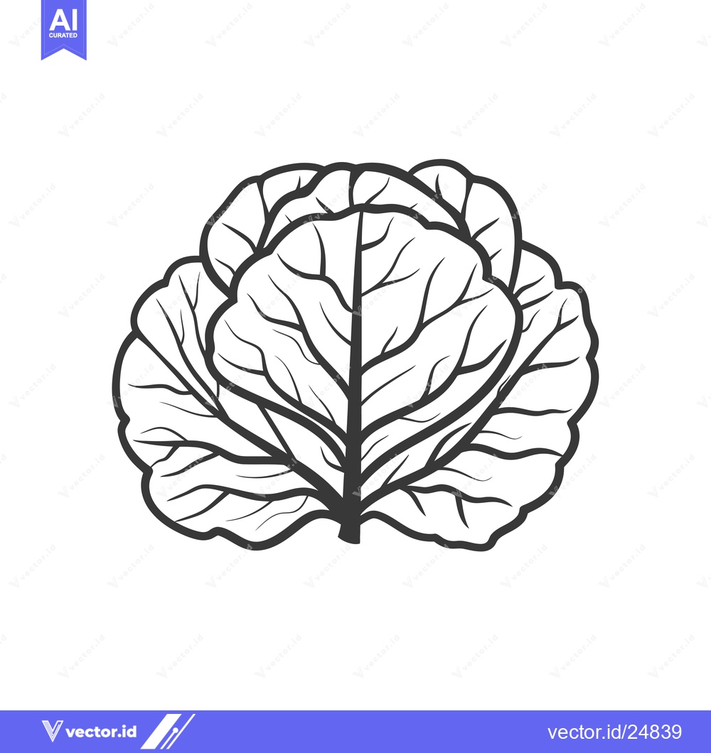 Premium Vector of Black and white line art illustration of a cabbage