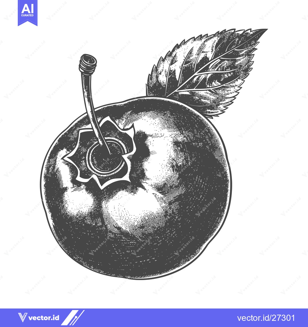 Premium Vector dari Detailed illustration of a single blueberry with leaf