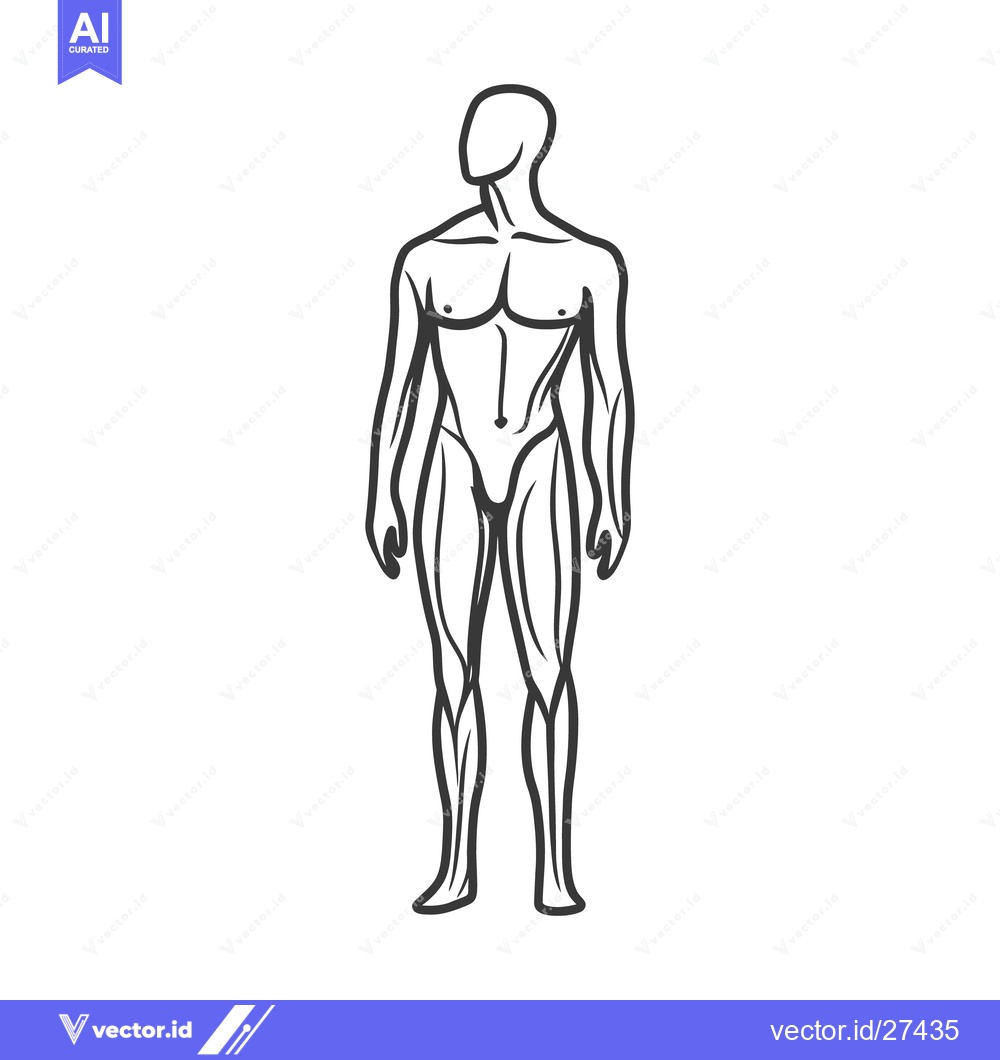 Premium Vector dari A detailed anatomical outline depicting a human body standing upright