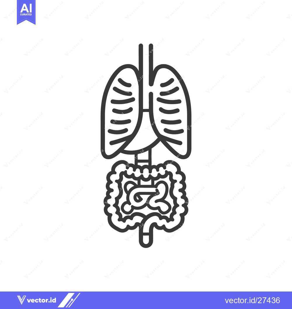 Premium Vector dari Simple line drawing of a human respiratory and digestive system