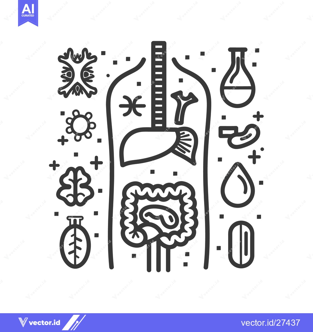 Premium Vector of Illustration depicting the human anatomy with various internal organs