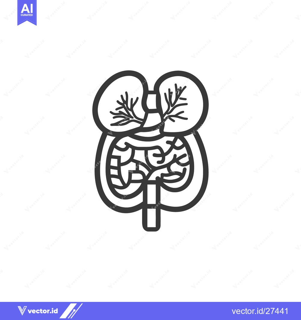Premium Vector of An artistic line drawing depicting the human internal digestive system