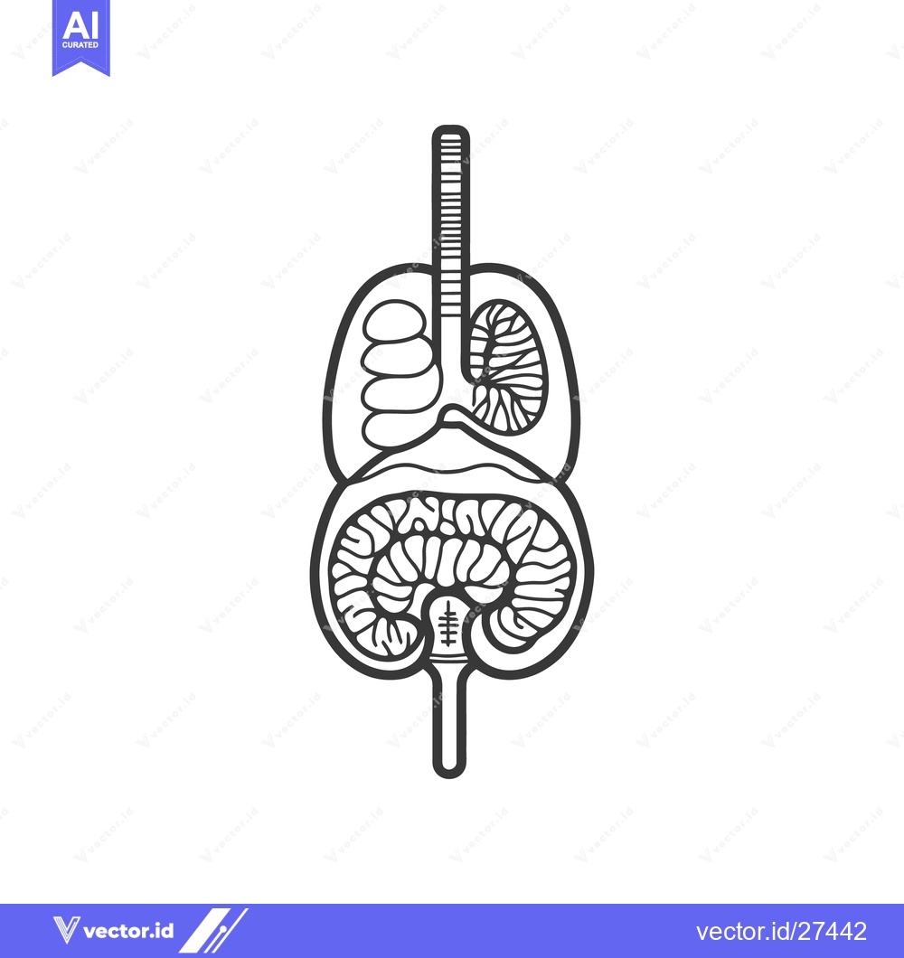 Premium Vector dari A schematic black and white diagram of human internal organs