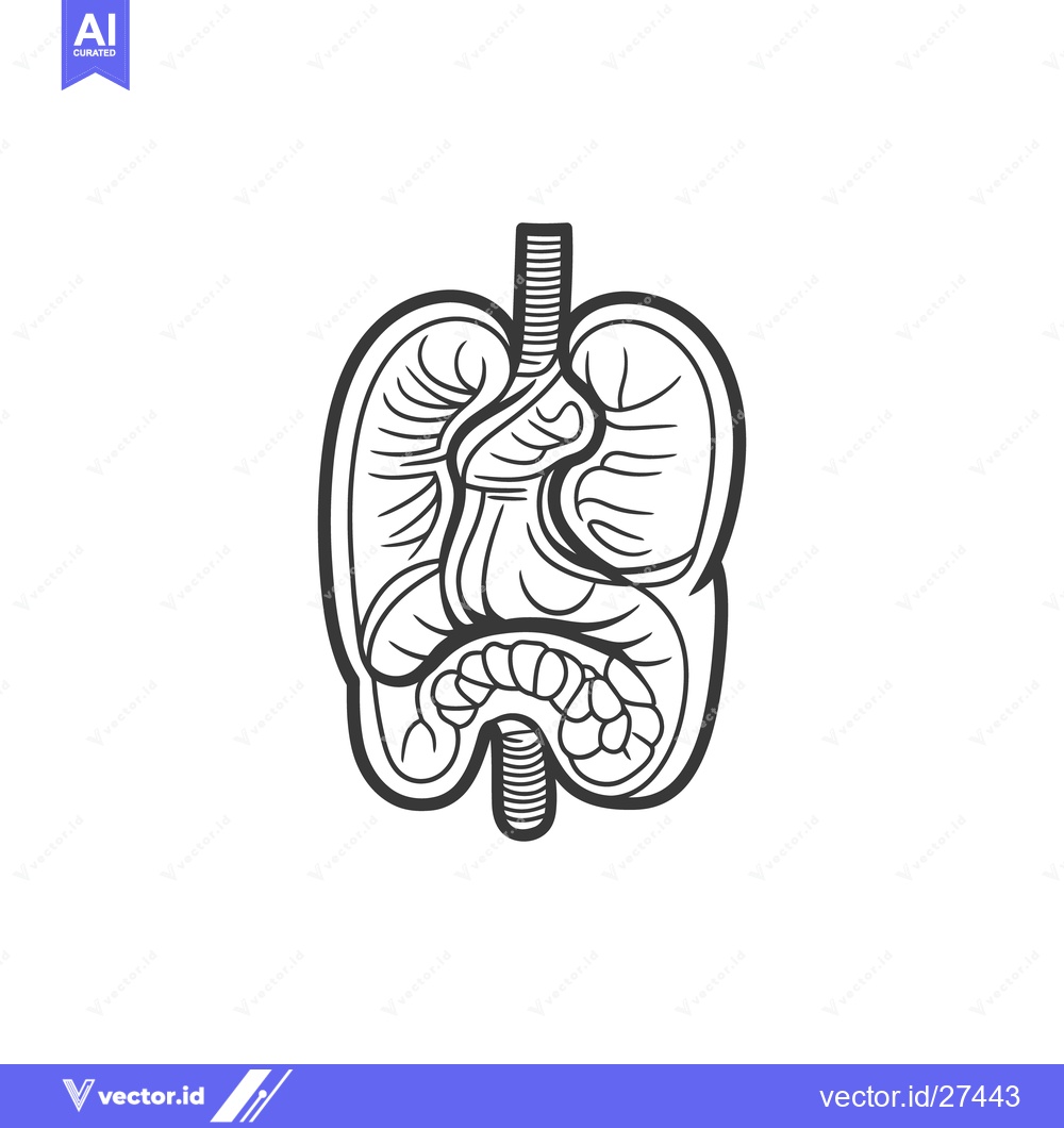 Premium Vector of An Illustration of the Internal Human Digestive and Respiratory System
