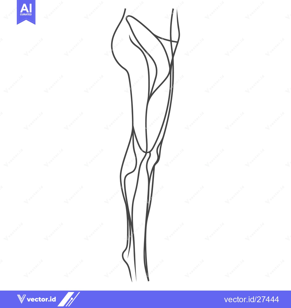 Premium Vector of An artistic linear illustration of a human leg and thigh