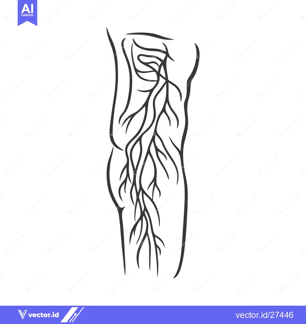 Premium Vector of A diagram of the nerves running down a human leg