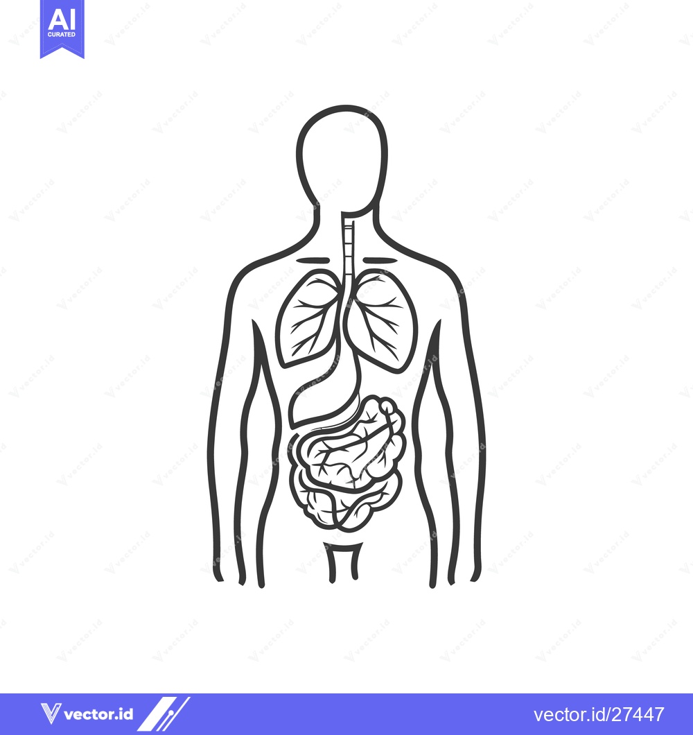 Premium Vector of Human body diagram showing internal organs in a simplified outline for