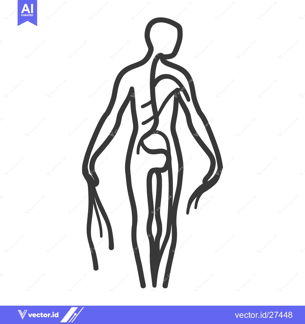 Premium Vector dari A schematic illustration depicting the human skeletal and nervous syst
