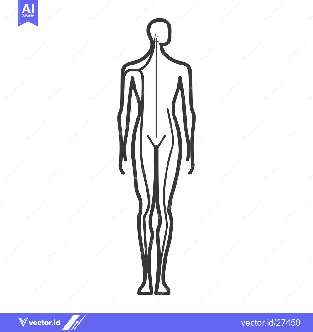 Premium Vector dari Simplified anatomical illustration depicts the back view of a human fi