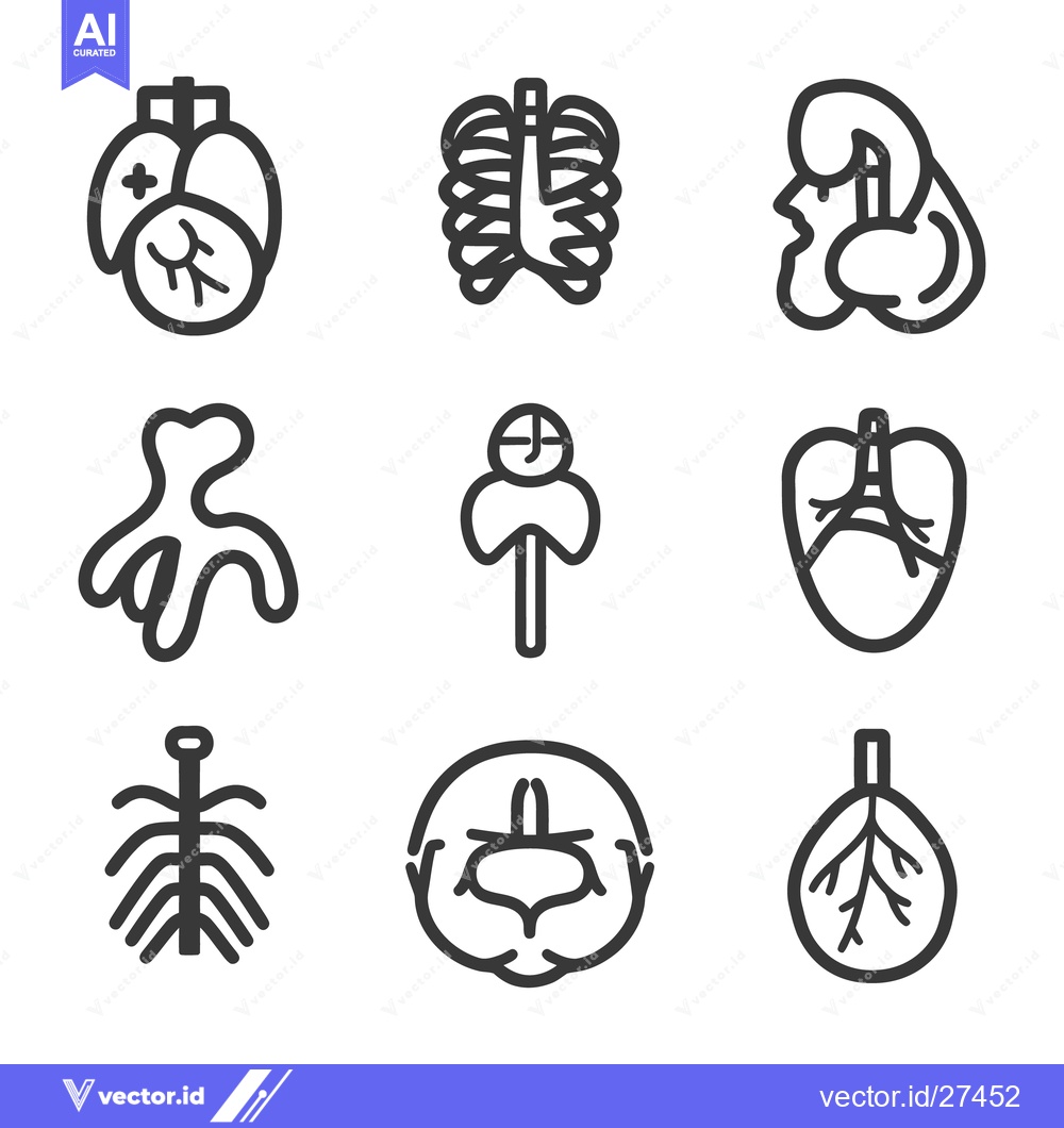 Premium Vector of Minimalist outline drawings depicting various internal human body orga