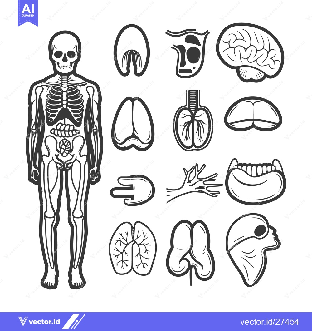 Premium Vector dari A black and white skeletal human model with internal organ illustratio