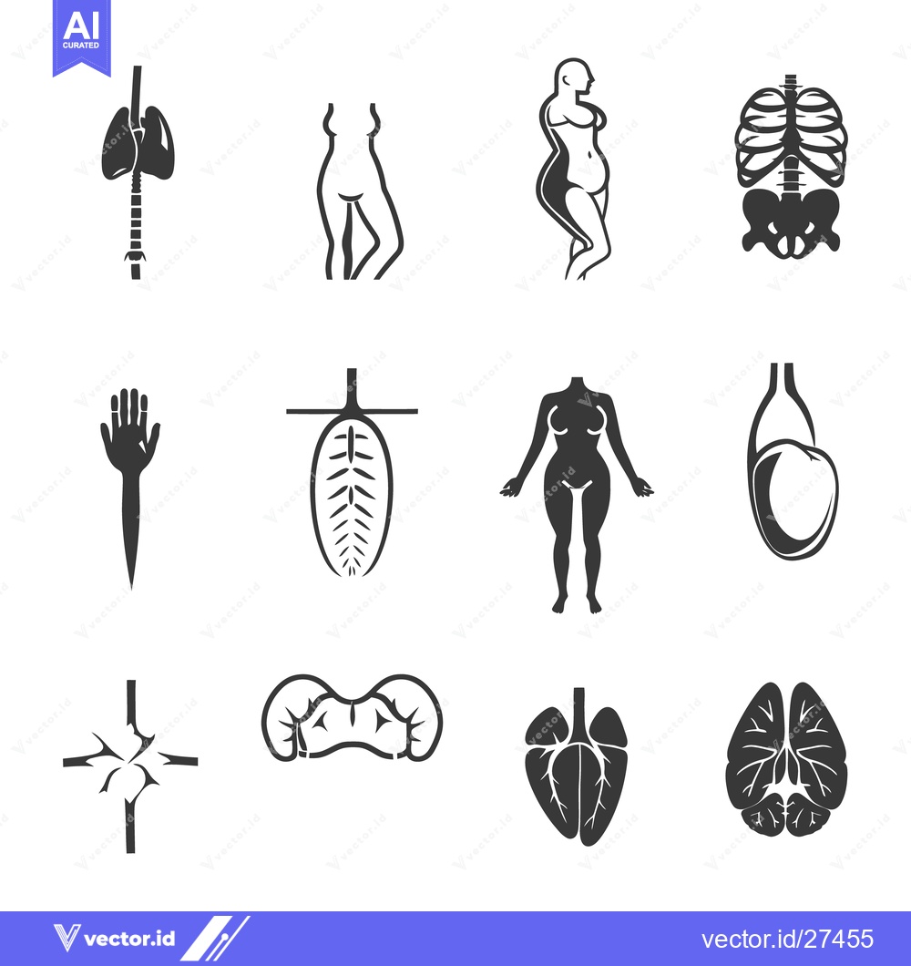 Premium Vector dari Simplified anatomical diagrams depicting various human organs and skel