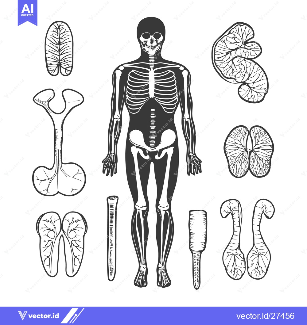 Premium Vector dari Human skeleton illustration with various internal body organ diagrams