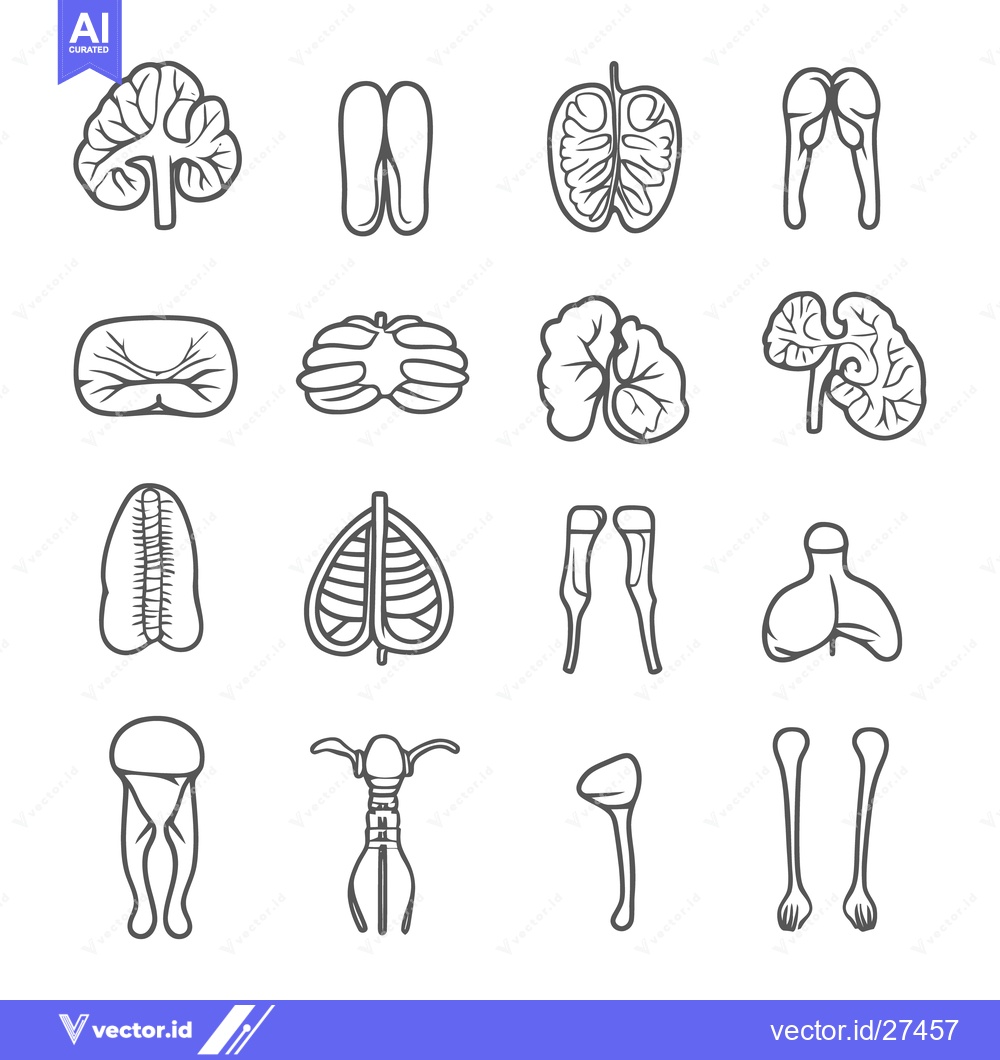 Premium Vector of Simplified anatomical illustrations depicting various parts of the hum