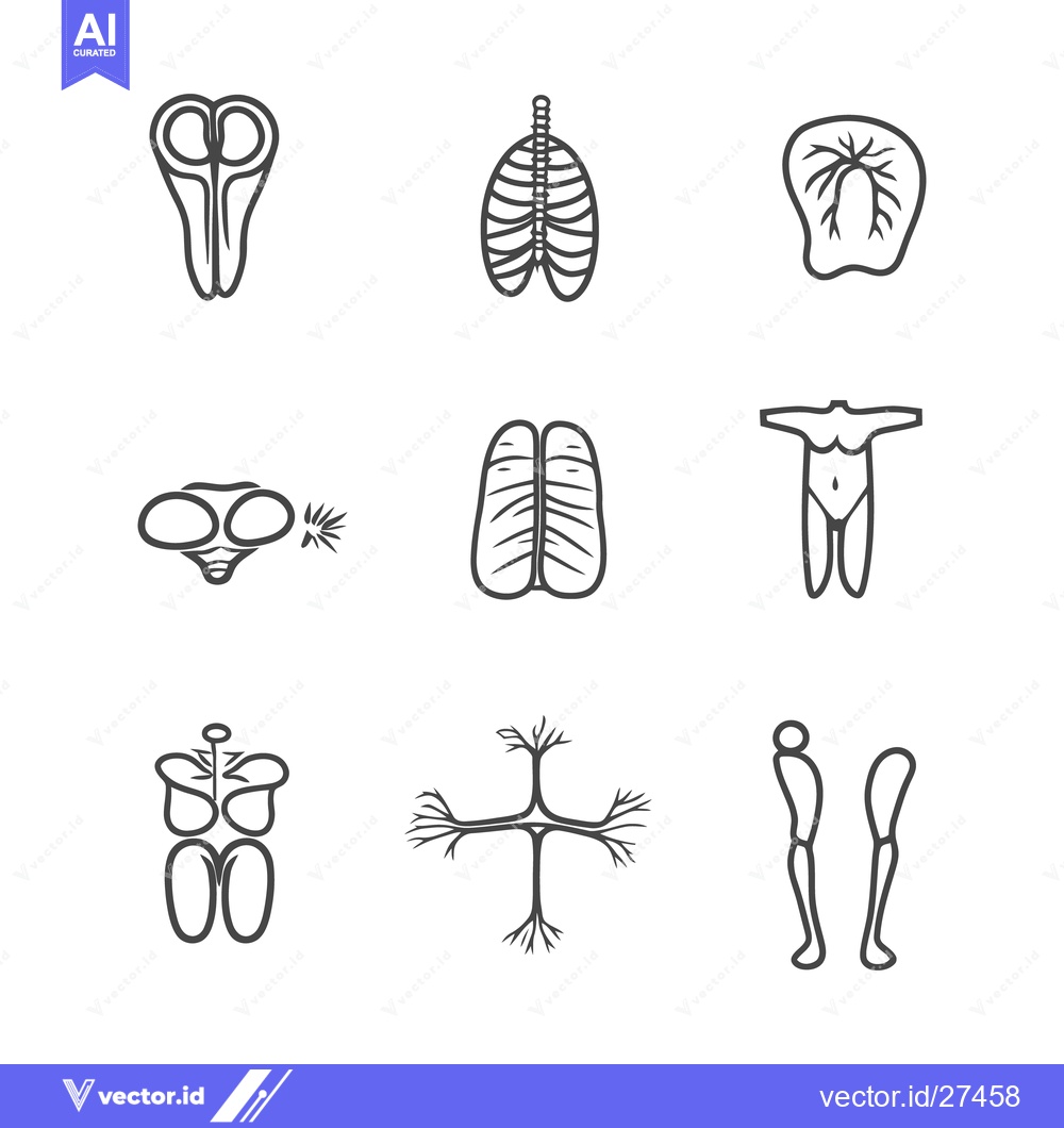 Premium Vector of Simplified illustrations of human anatomy and related biological syste