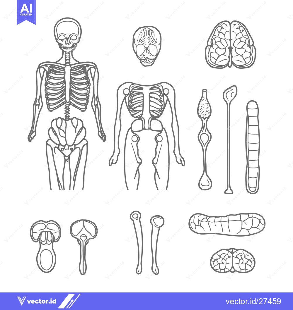 Premium Vector of Detailed black and white illustration depicting human skeletal and org