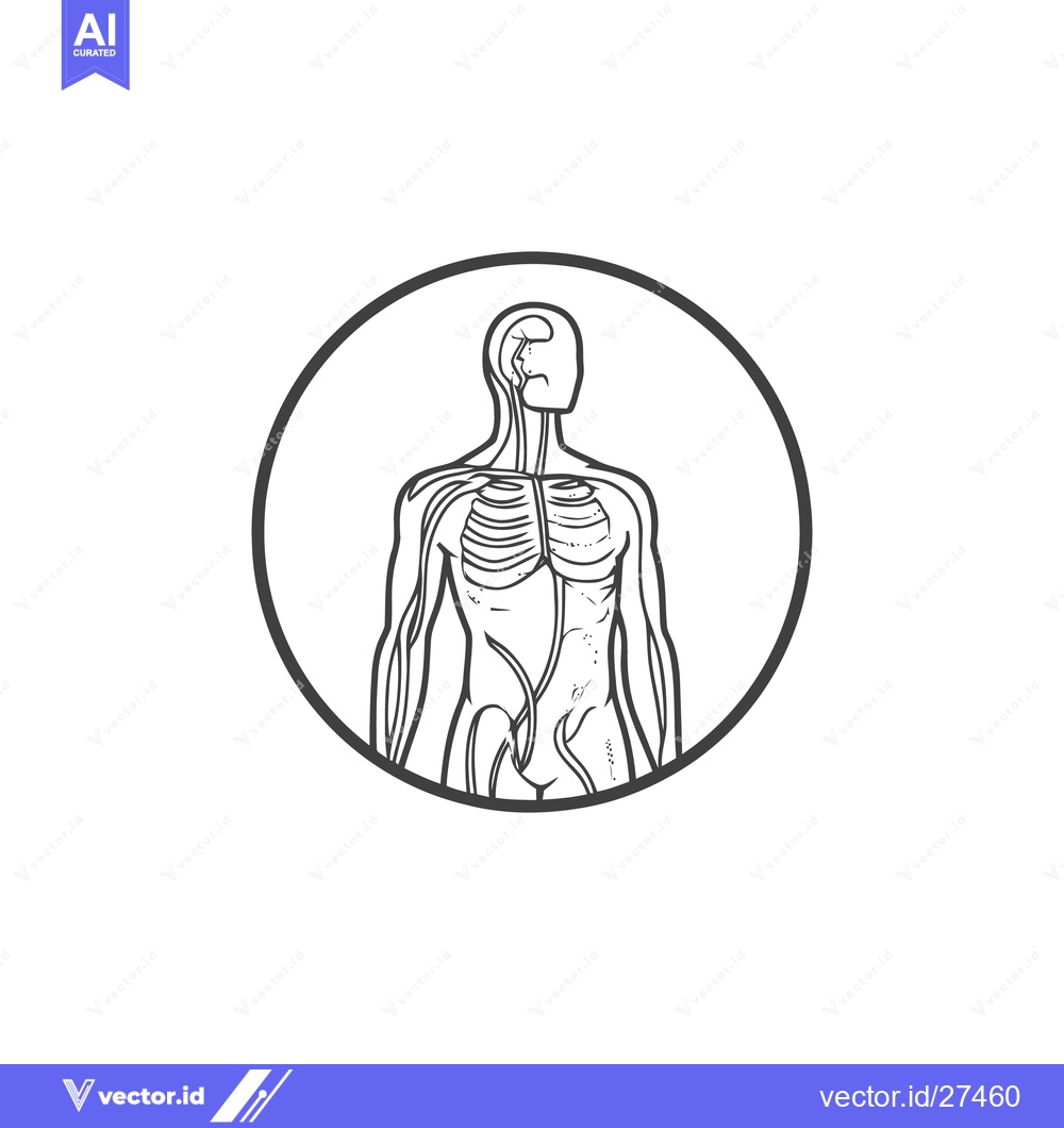 Premium Vector of Anatomical Illustration: Human Body with Circulatory System in Circle