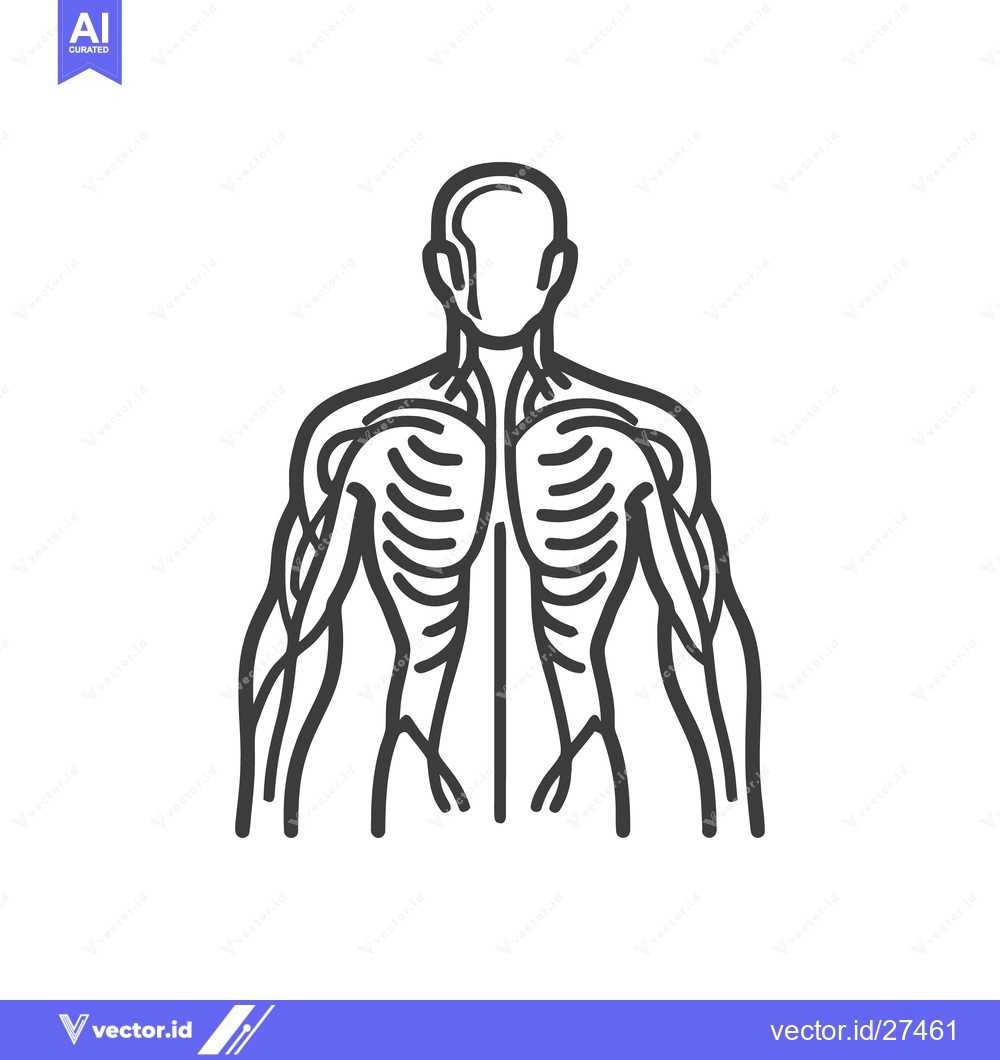 Premium Vector of Human Vascular System Outline: Anatomical Illustration in Gray on Whit