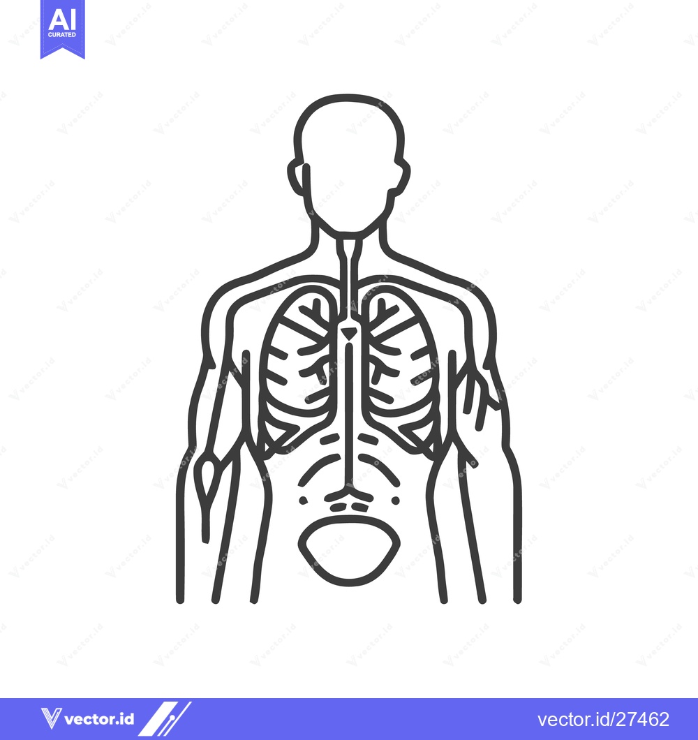 Premium Vector dari Anatomical Outline: Human Body with Internal Organs, Linear Style