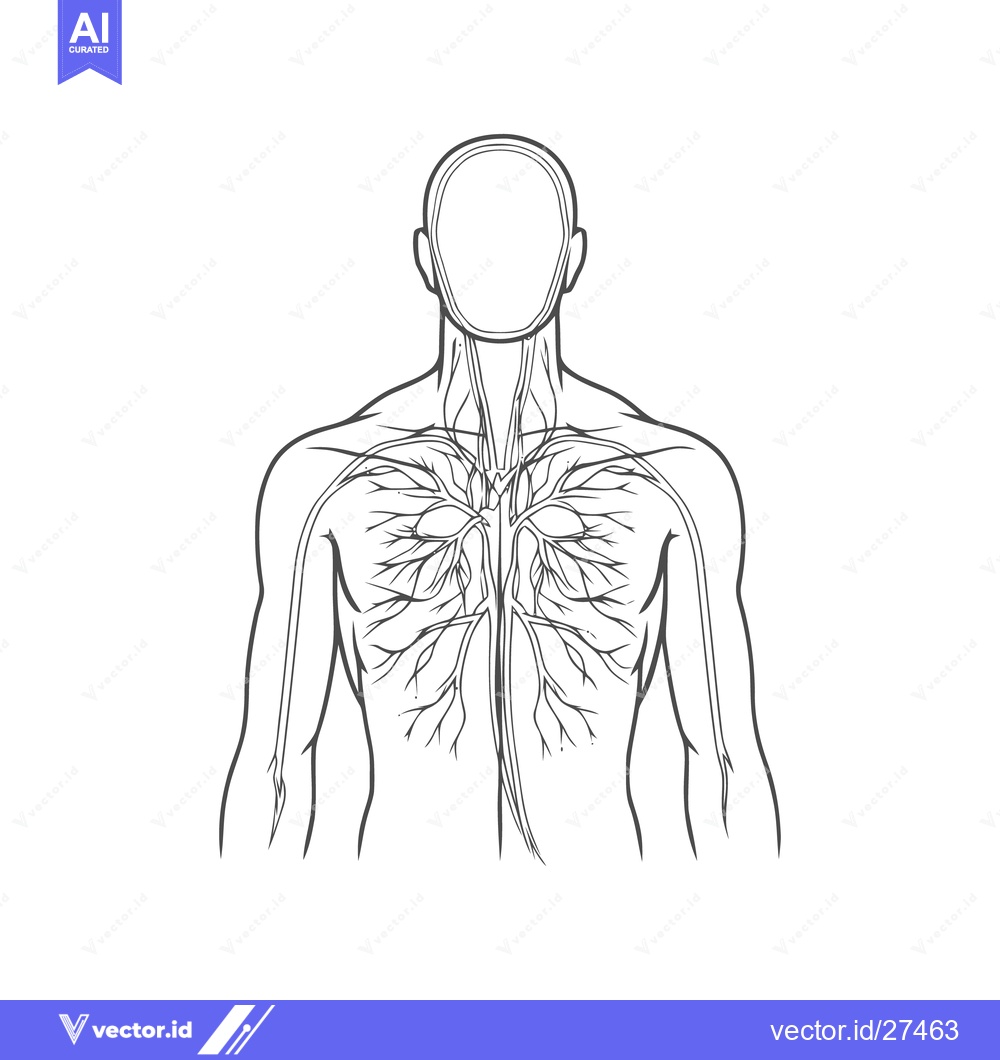 Premium Vector dari Human Body Veins and Arteries Diagram, Anatomical Illustration