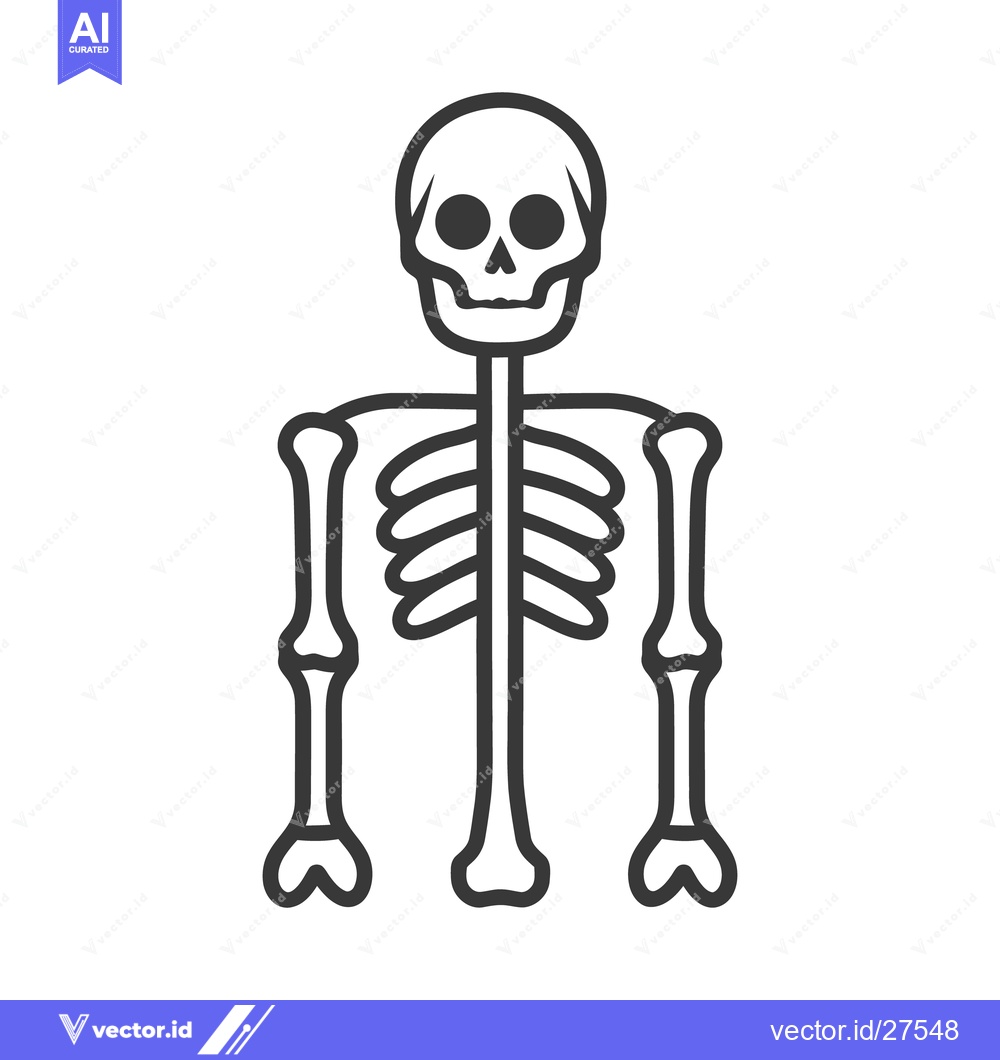 Premium Vector of Illustration shows the complete skeletal structure of a human body