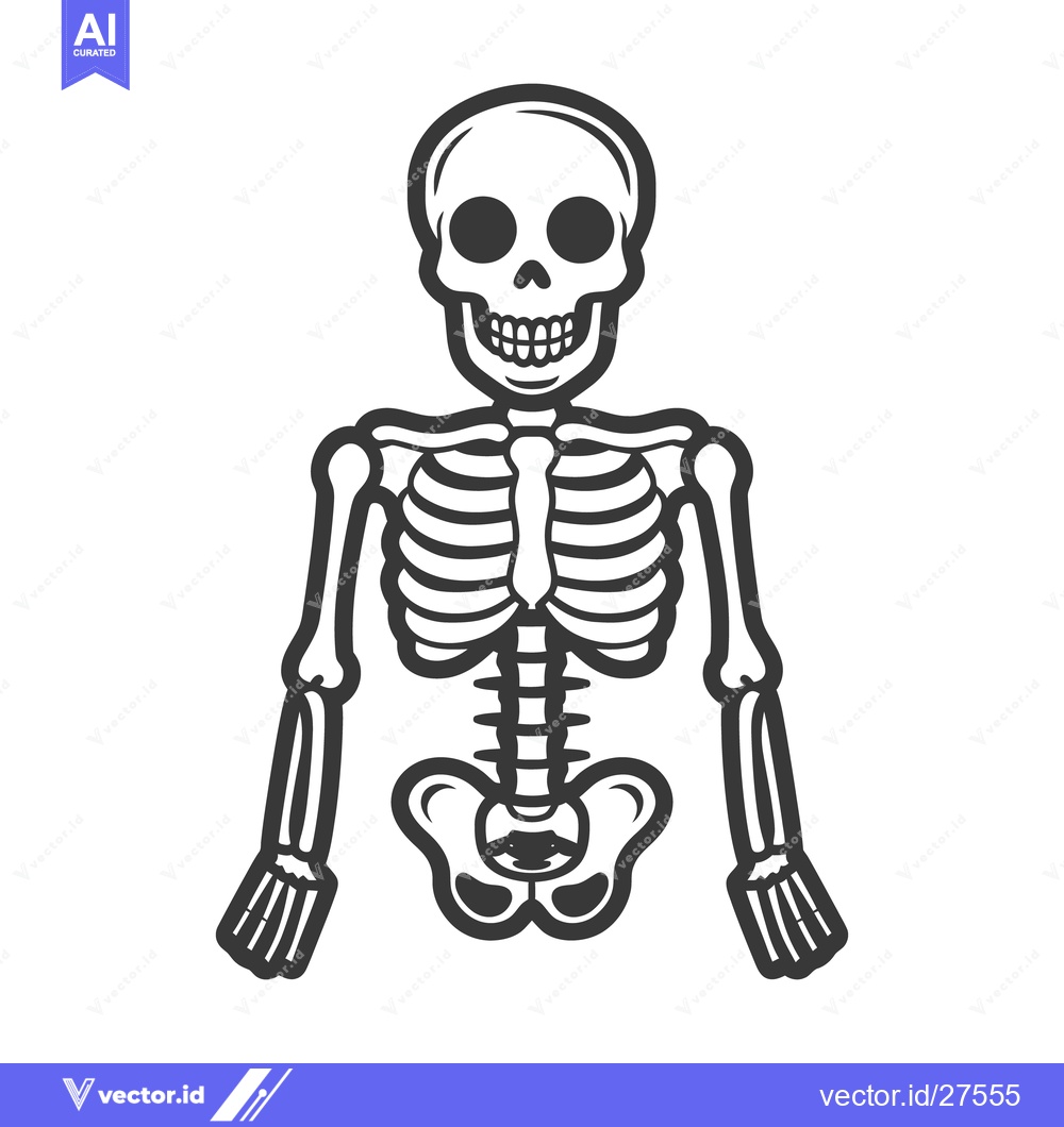 Premium Vector dari A simplified cartoon illustration of a complete human skeleton