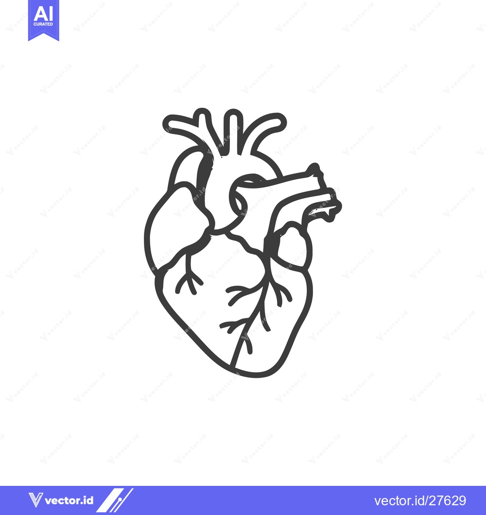 Premium Vector of Anatomical Heart Outline: Medical Illustration of Human Organ