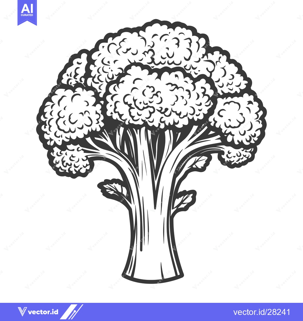 Premium Vector of Detailed monochrome illustration showing a detailed broccoli plant
