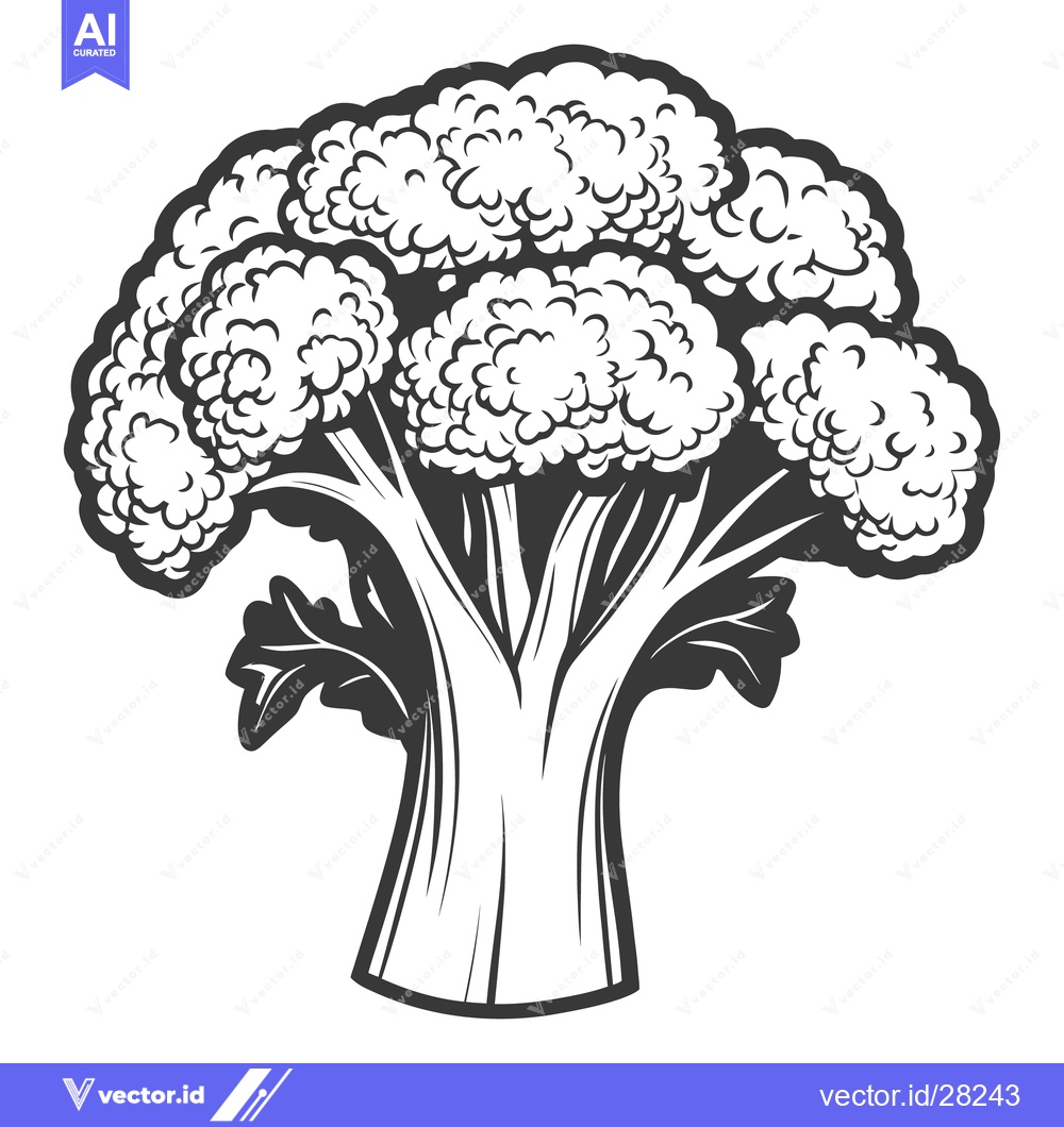 Premium Vector of Detailed monochrome illustration featuring a healthy fresh cauliflower