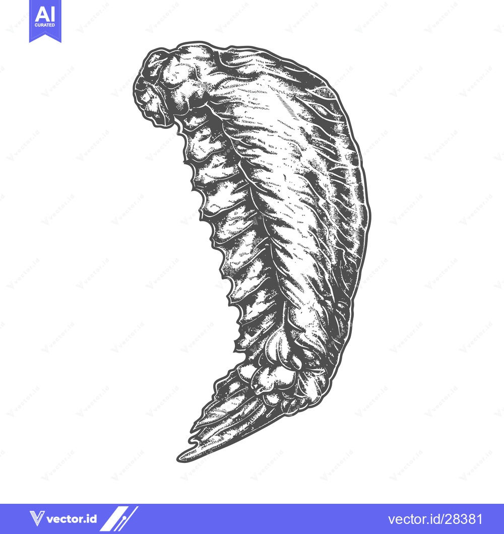 Premium Vector dari Detailed Ink Drawing Of A Single Wing