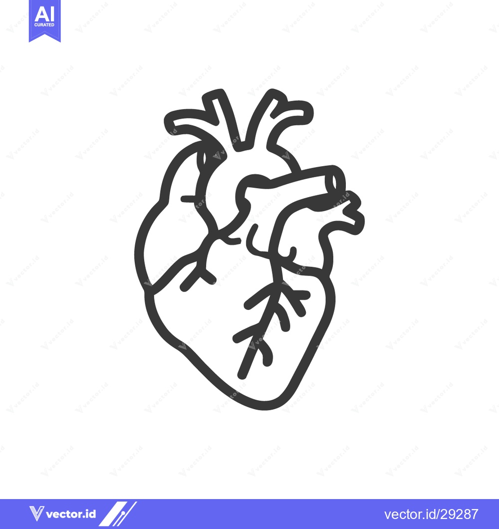 Premium Vector dari Anatomical Heart Outline: Medical Illustration of Human Organ on White