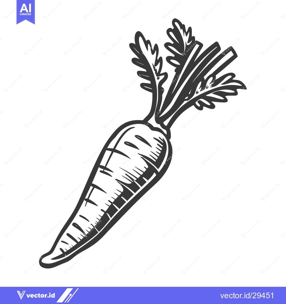 Premium Vector of A single carrot with its green leafy top against a white background