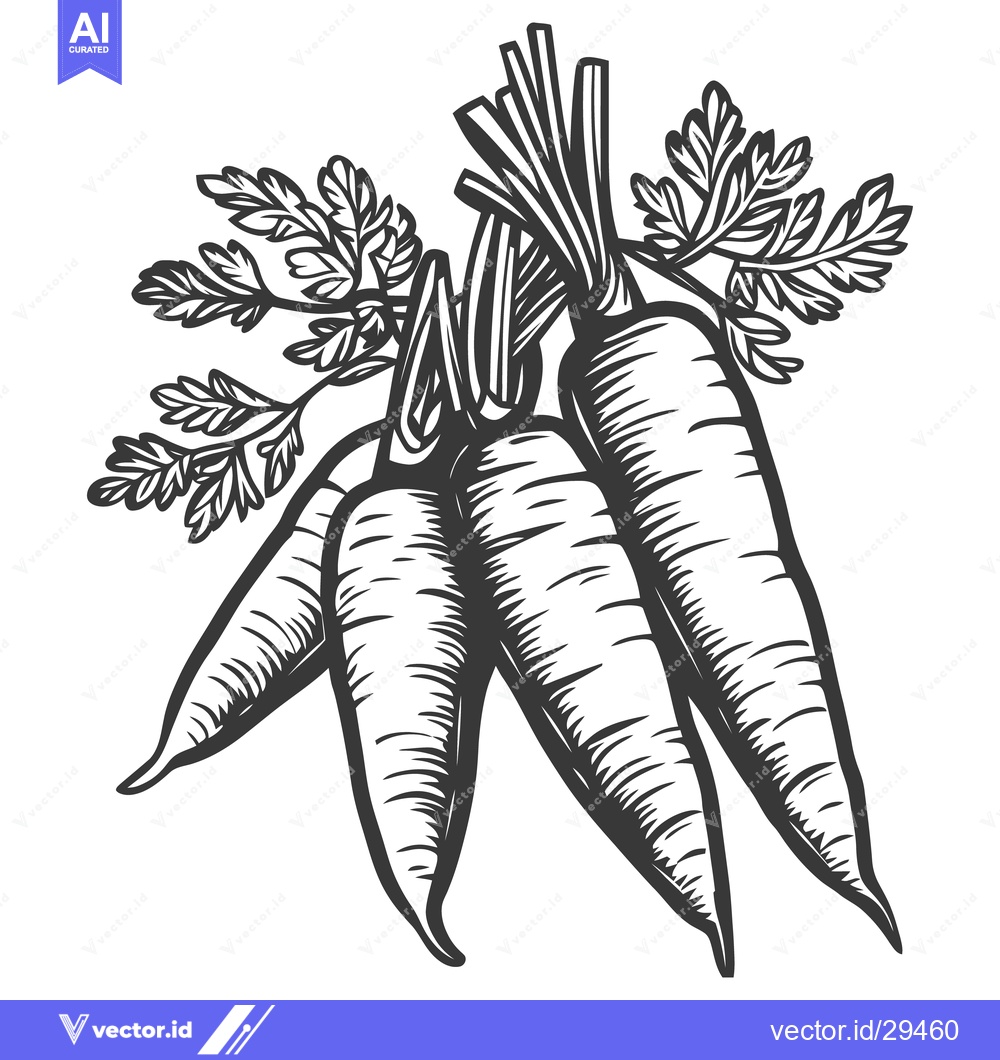 Premium Vector of Several fresh carrots are tied together with their leafy tops
