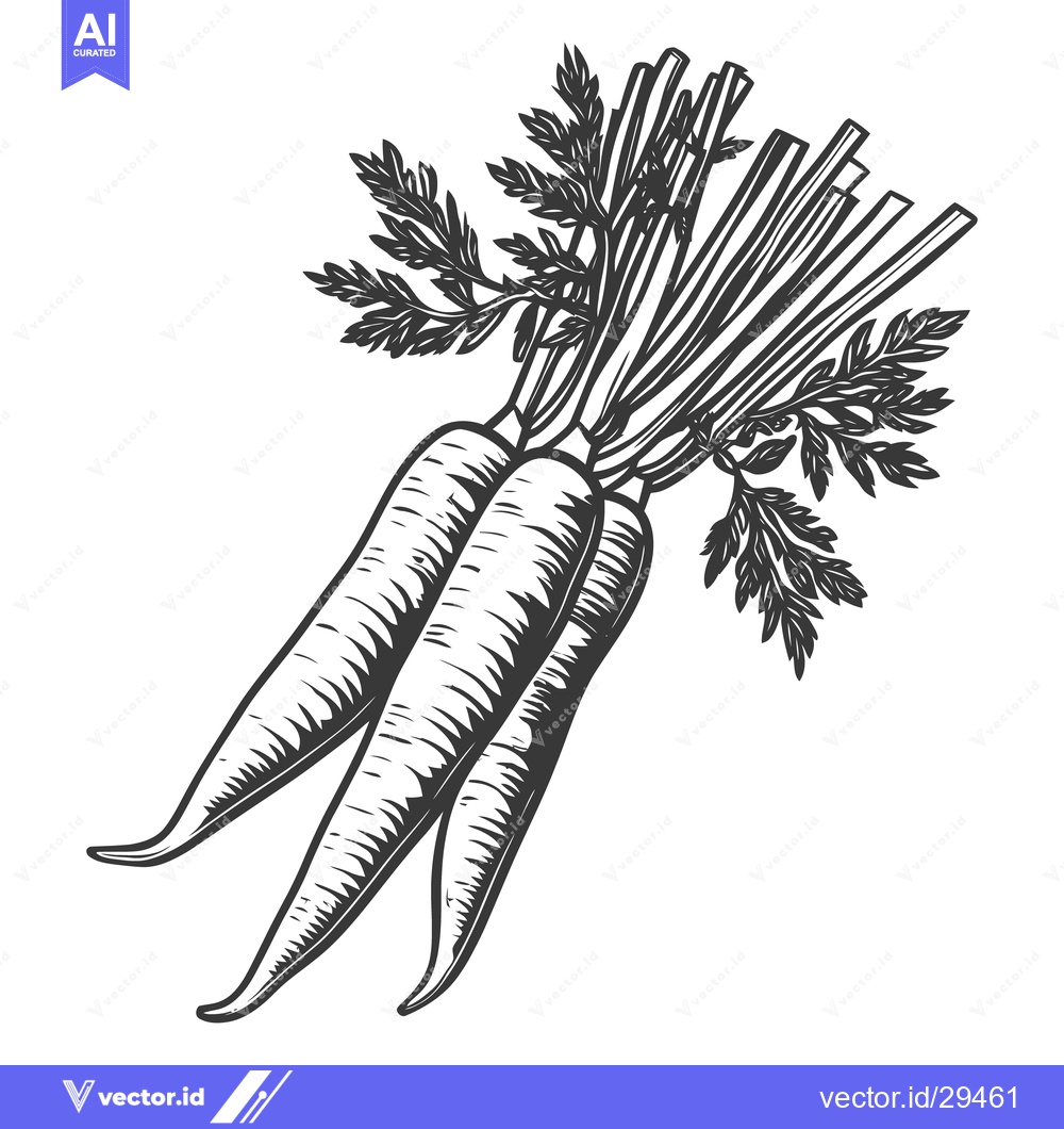 Premium Vector of Three carrots with green stems and leaves are shown