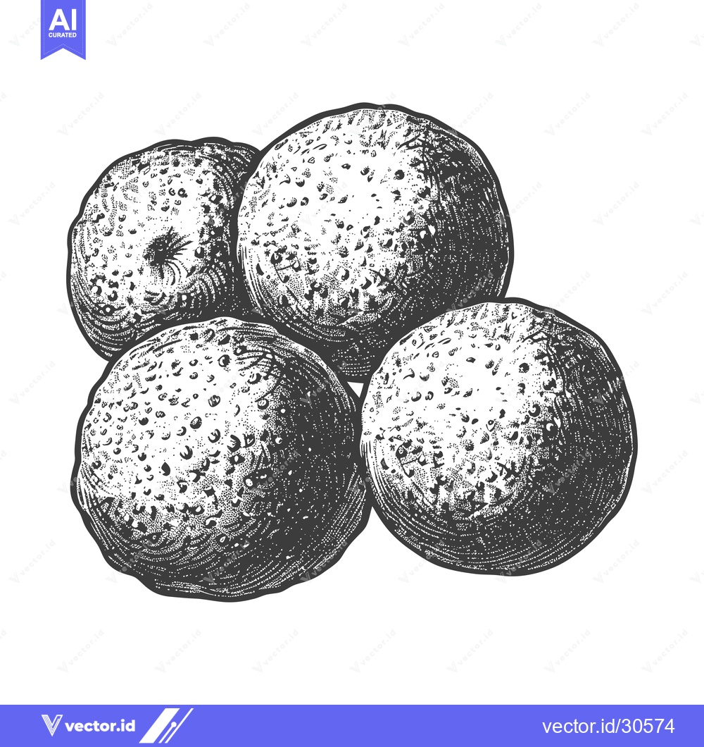 Premium Vector dari A Detailed Ink Drawing of Four Limes