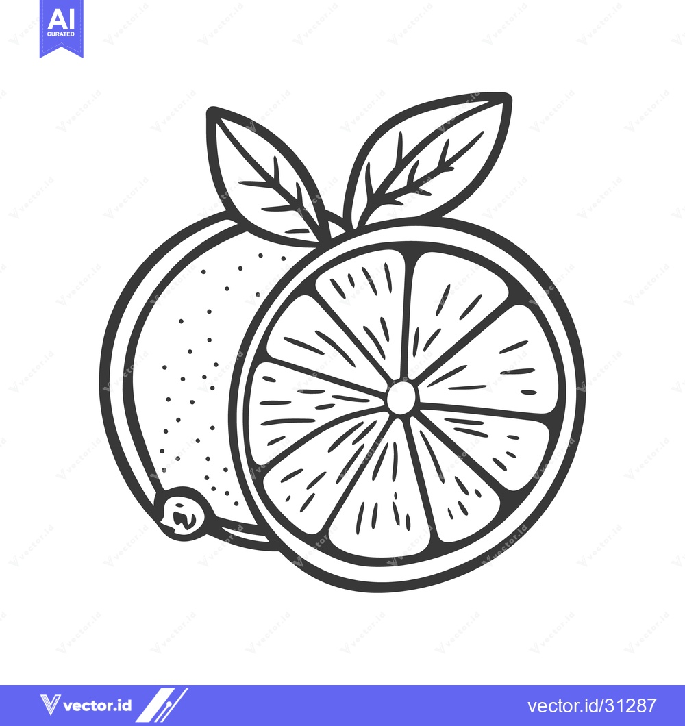 Premium Vector dari A line drawing shows citrus fruit and leafy green parts