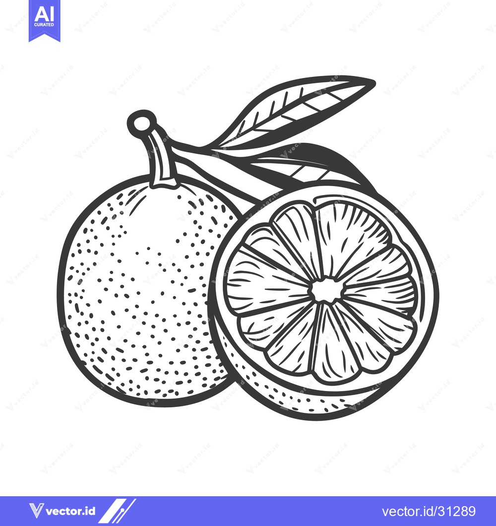 Premium Vector of Two citrus fruits with leaves drawn in black and white