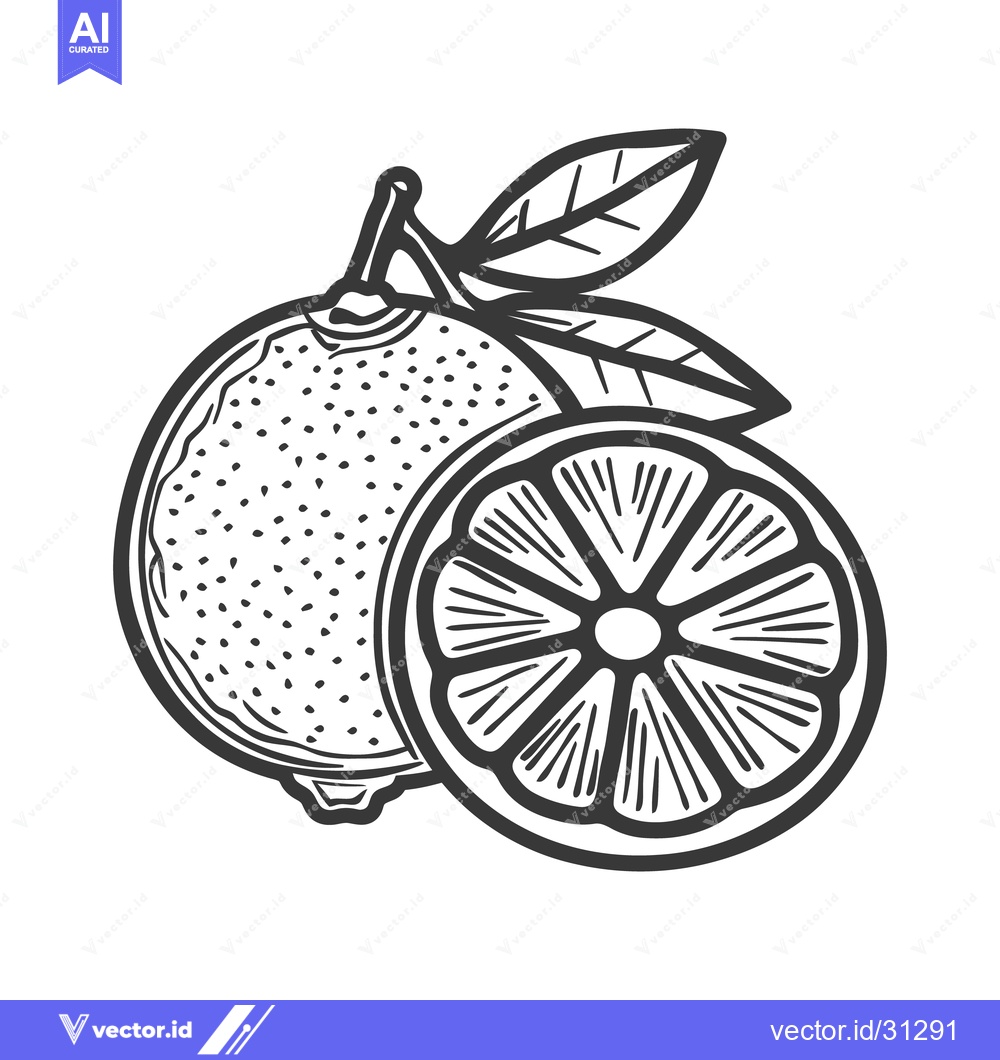 Premium Vector of A detailed artistic depiction of a halved citrus fruit and leaves