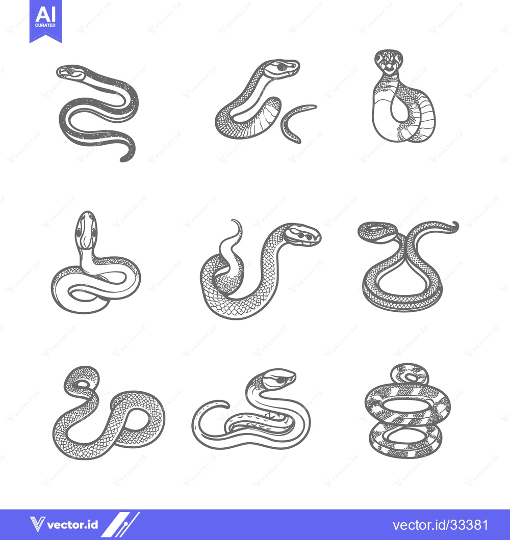 Premium Vector of Collection of Hand Drawn Snake Illustrations