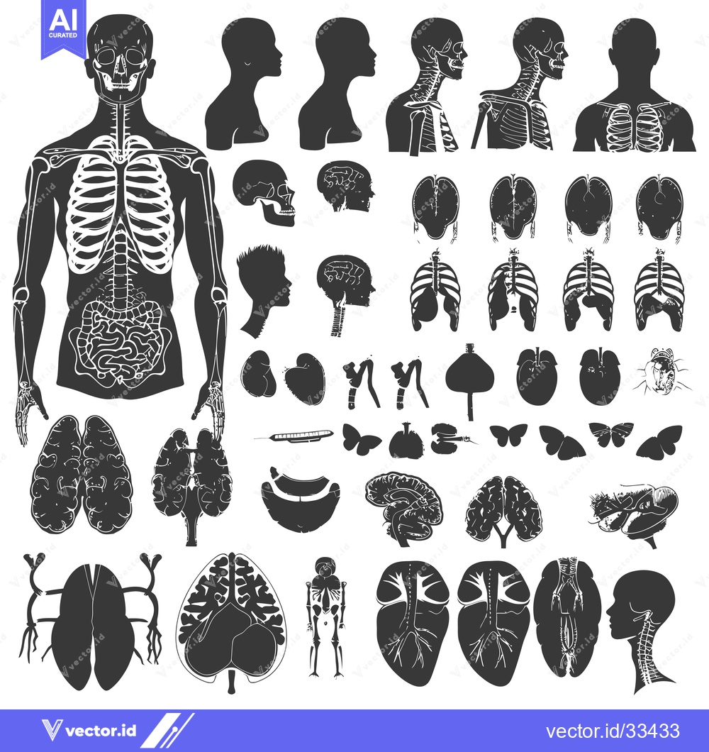 Premium Vector of Collection of Human Anatomy Silhouettes, Including Organs, Bones, and
