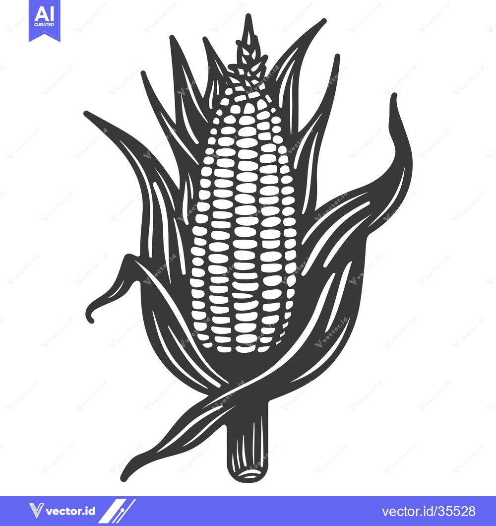 Premium Vector of A detailed illustration of a fresh ear of sweet corn