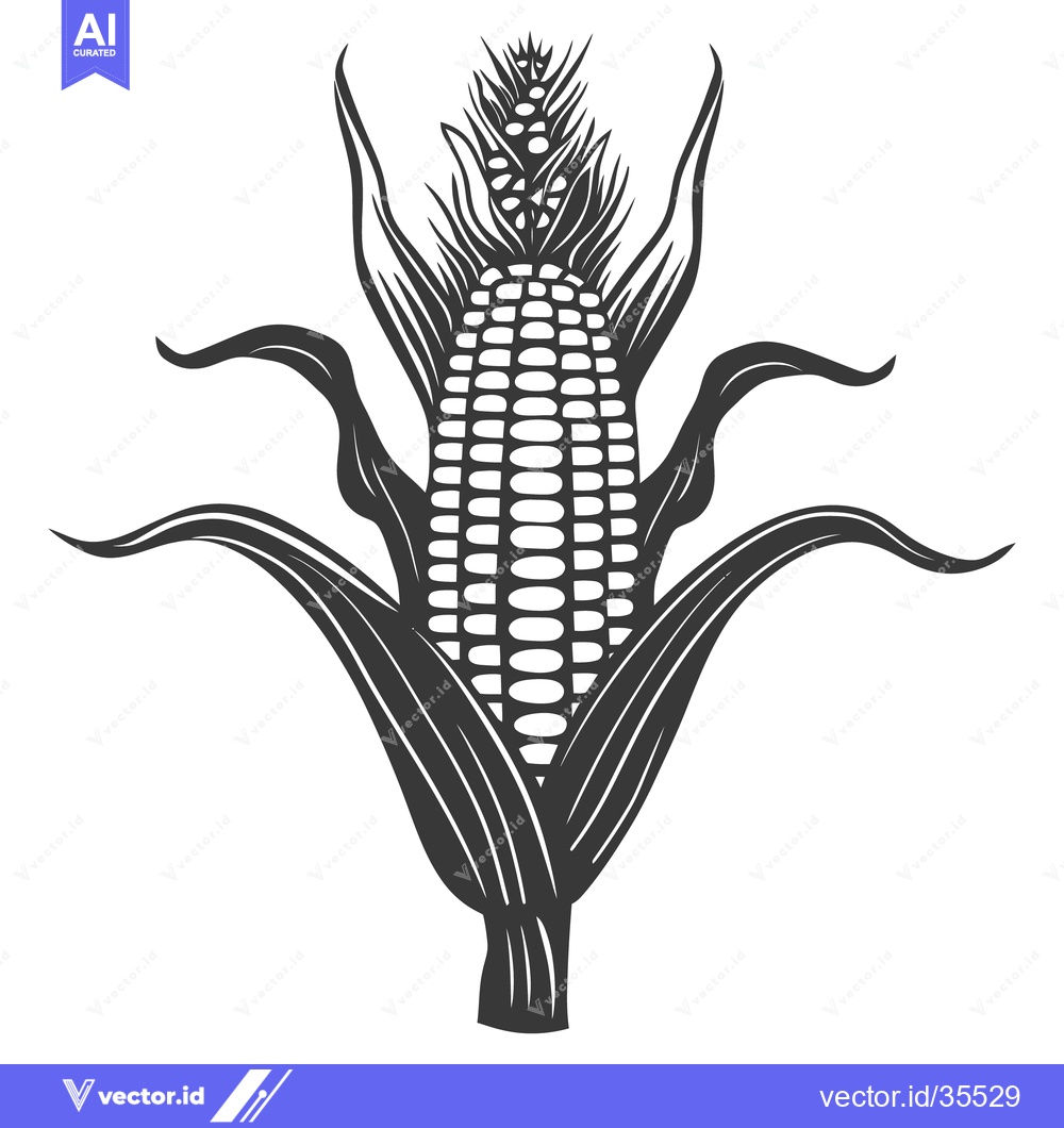 Premium Vector of An illustration showing a detailed image of an ear of corn