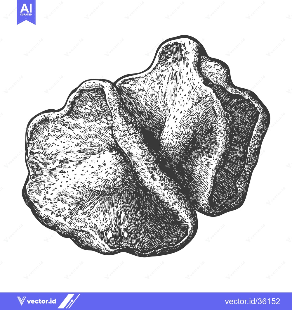 Premium Vector dari Detailed Engravings of Two Mushrooms Displaying Texture