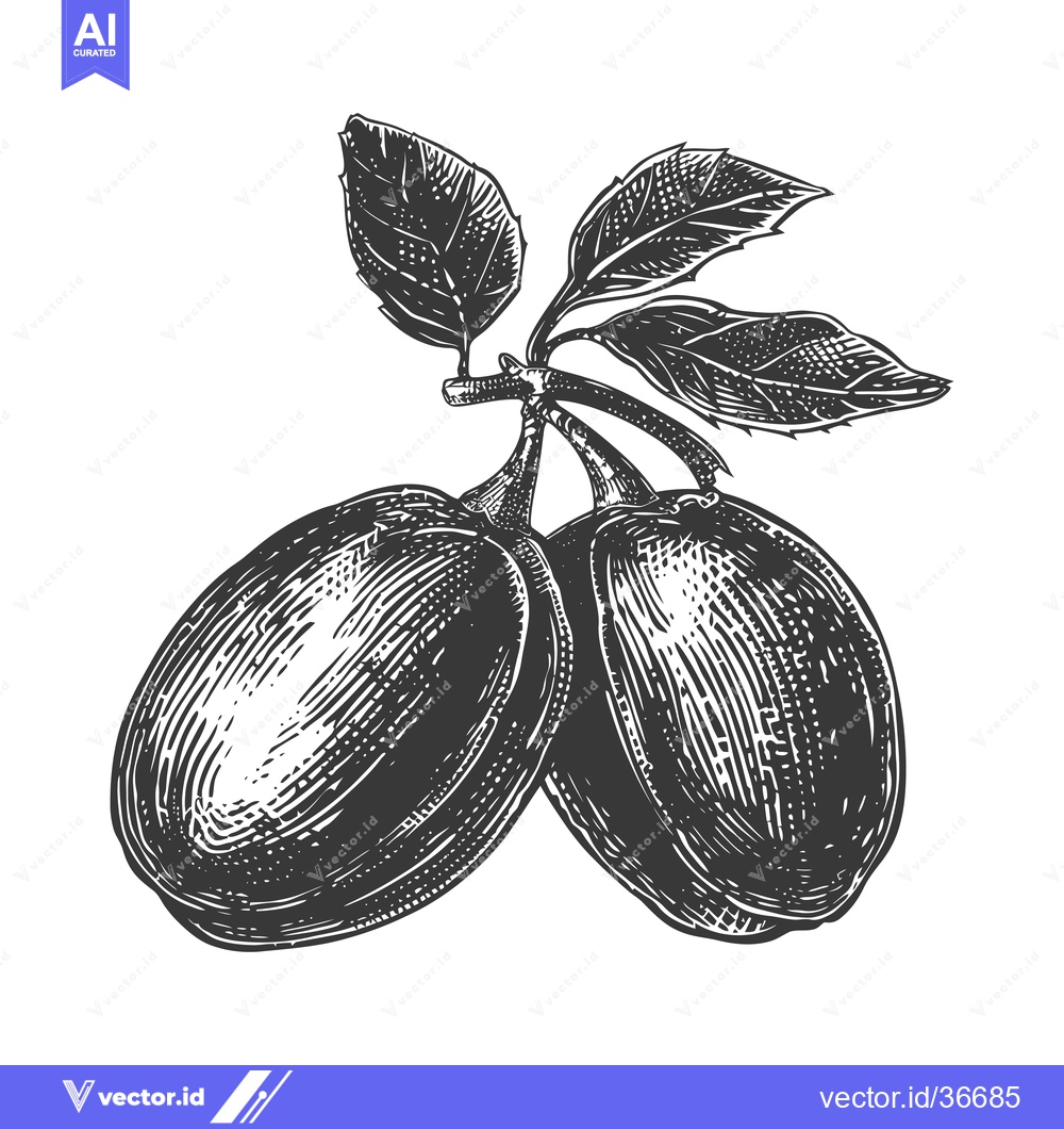 Premium Vector dari A Detailed Engraving of Two Plums on a Branch with Leaves