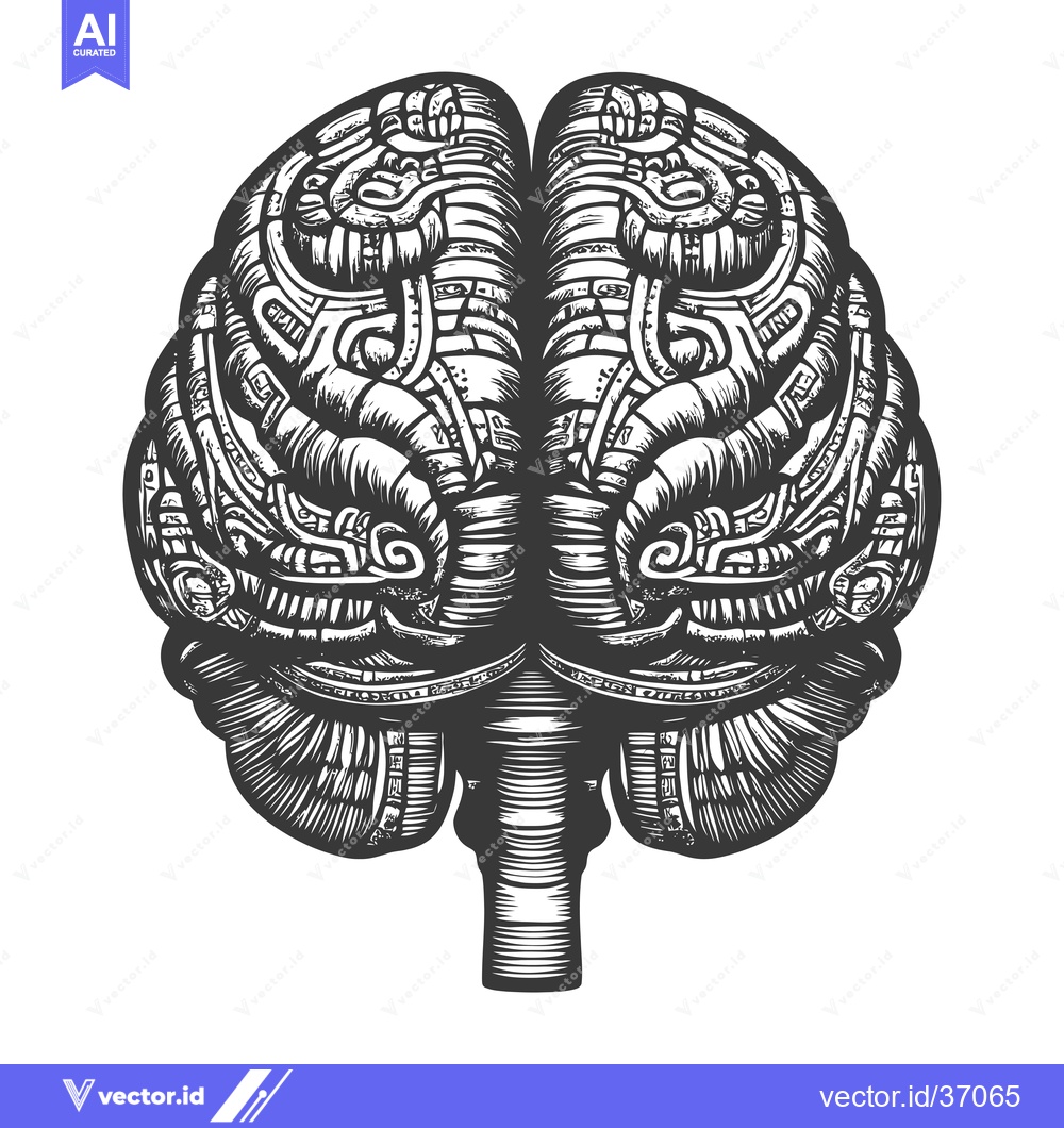 Premium Vector dari Detailed Anatomical Illustration of a Human Brain with Intricate Patte