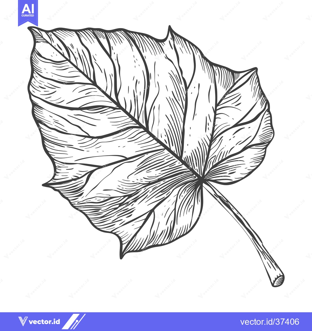 Premium Vector of Detailed Line Drawing of a Single Leaf with a Stem