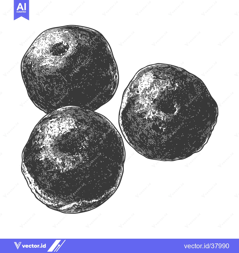 Premium Vector dari Three Round Fruits in a Vintage Illustration Style