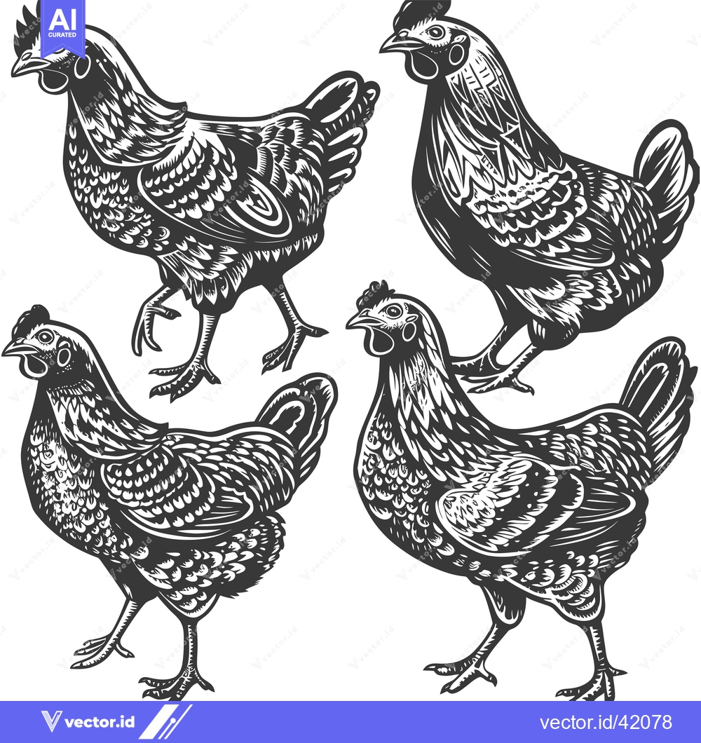 Premium Vector of Four Detailed Black and White Illustrations of Chickens
