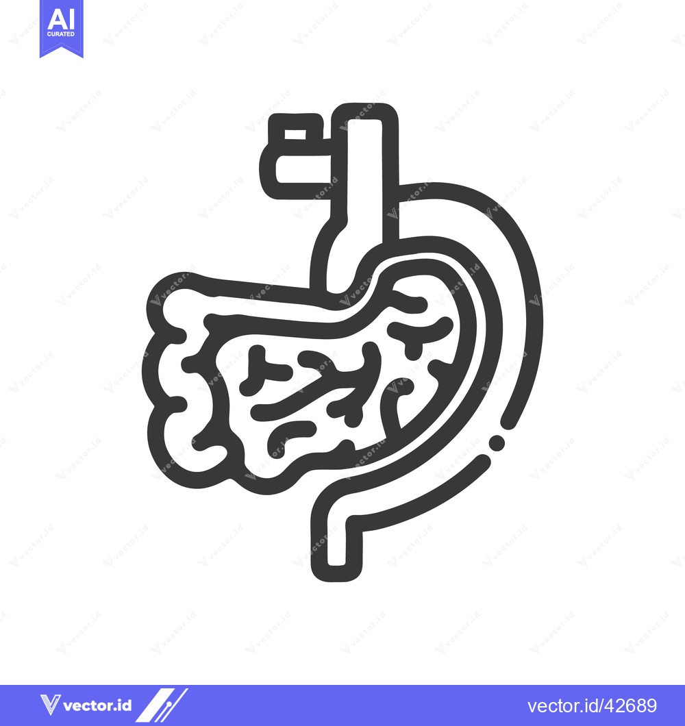 Premium Vector of Stylized Line Art Illustration of Human Stomach Anatomy on White Backg